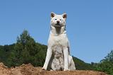 AKITA INU 498